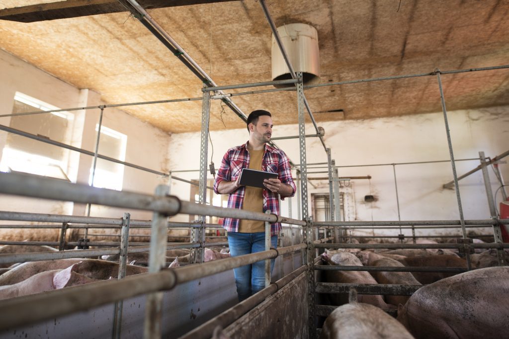 farmer walking through large pigpen controlling pigs growth via tablet computer 1 1024x683